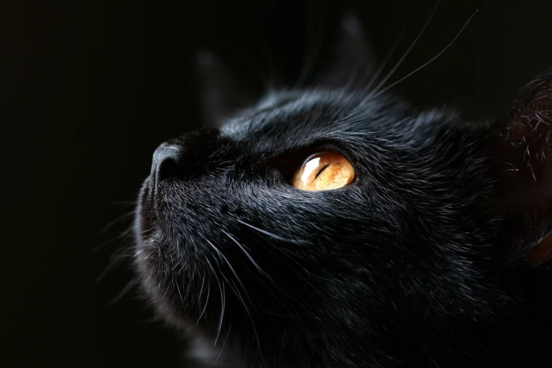 Black cat gazing upward with alert expression in extreme closeup against dark background