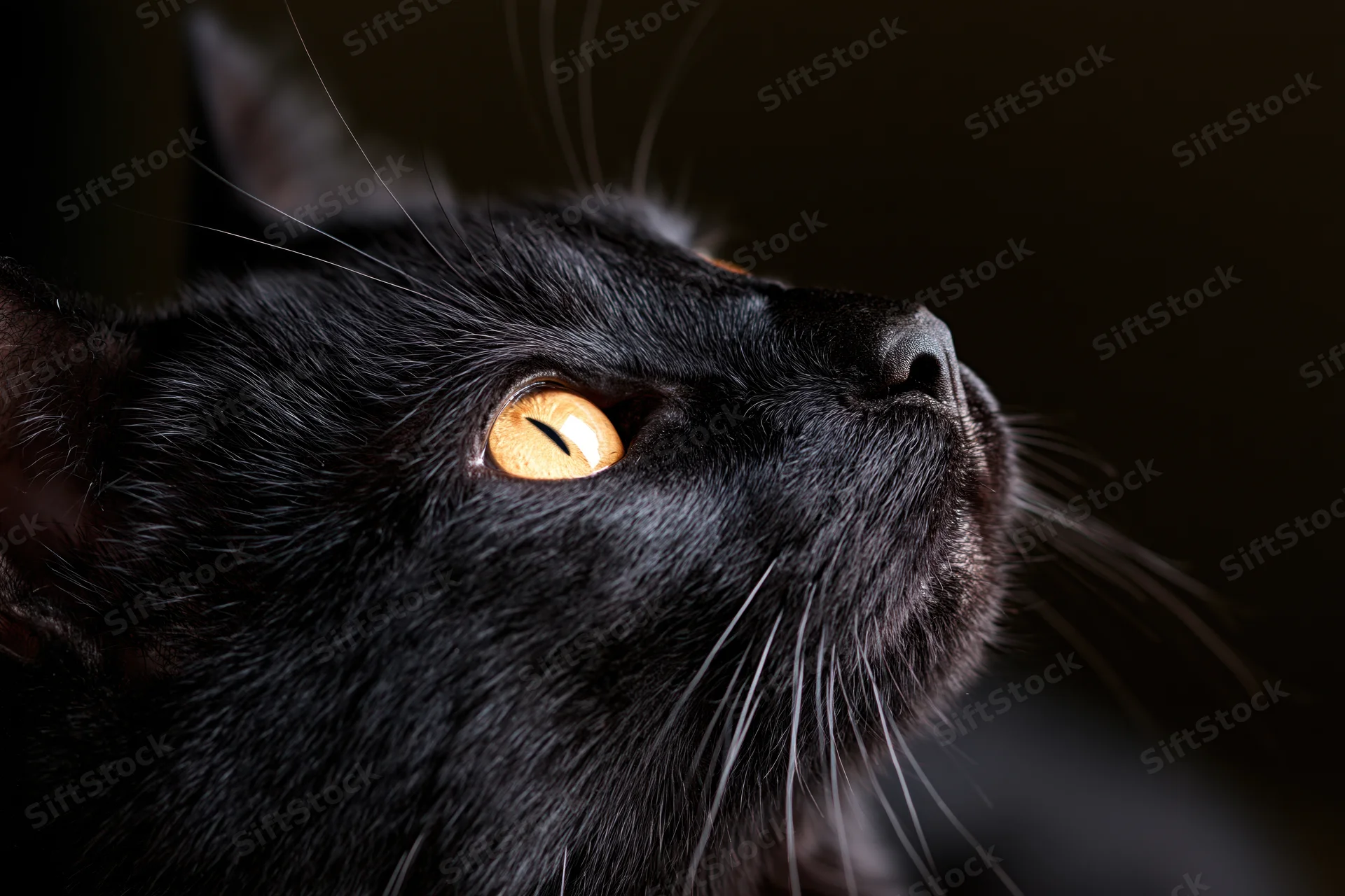Black cat gazing upward with alert expression in closeup portrait