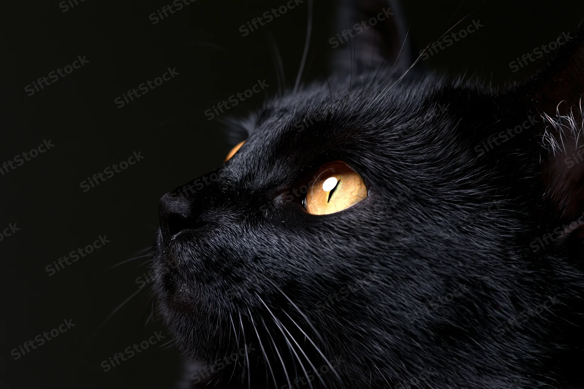 Black cat in profile gazing upward with alert expression against dark background