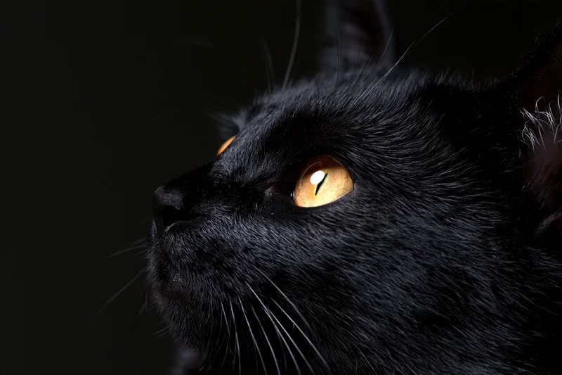 Black cat in profile gazing upward with alert expression against dark background