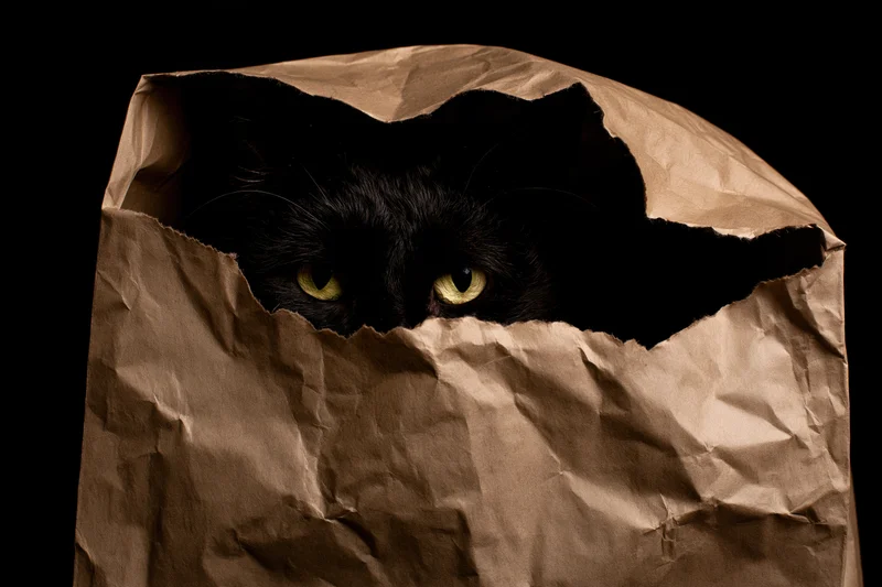 Black cat peeking from inside a crumpled brown paper bag against dark background