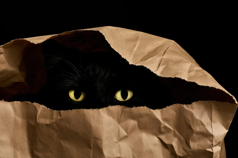 Black cat peeking from inside a crumpled brown paper bag against dark background