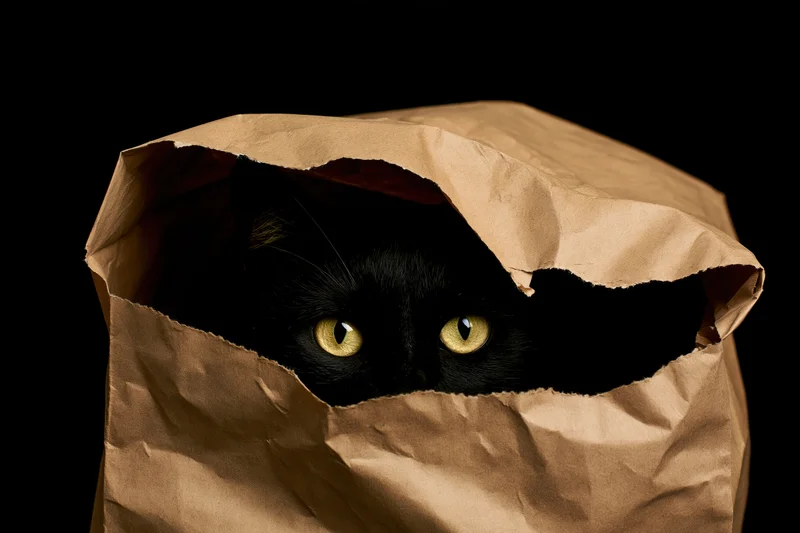 Black cat peeking from inside a crumpled brown paper bag against dark background