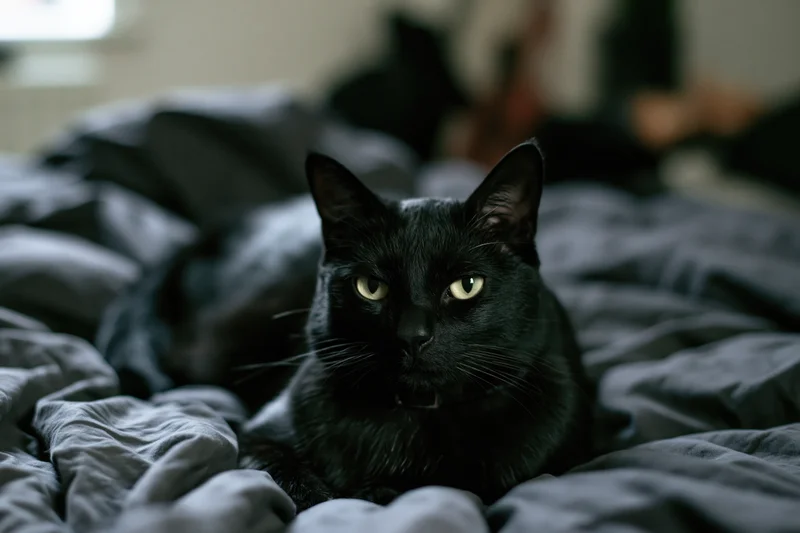 Black cat lying alert on rumpled bed sheets staring directly