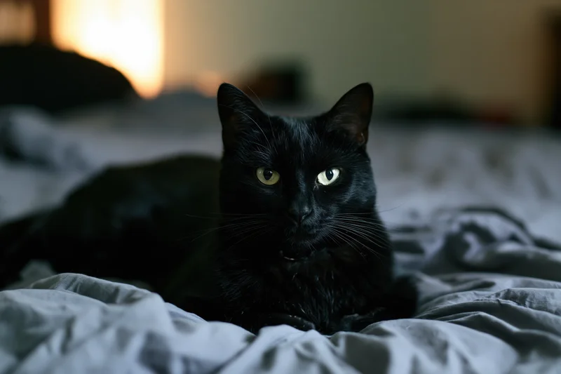 Black cat lying alert on rumpled bed sheets staring directly