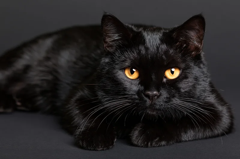 Black cat lying down with front paws extended forward staring into camera