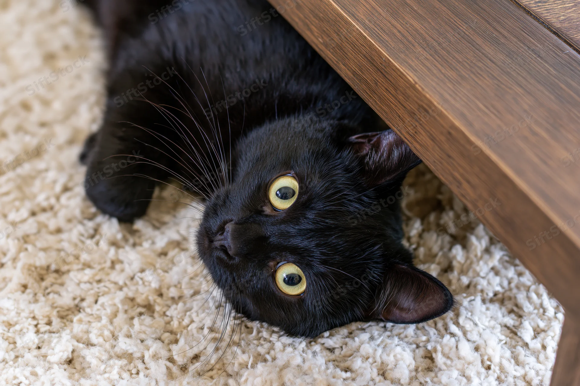 Black cat lying flat on cream shag carpet peeking out from under wooden furniture