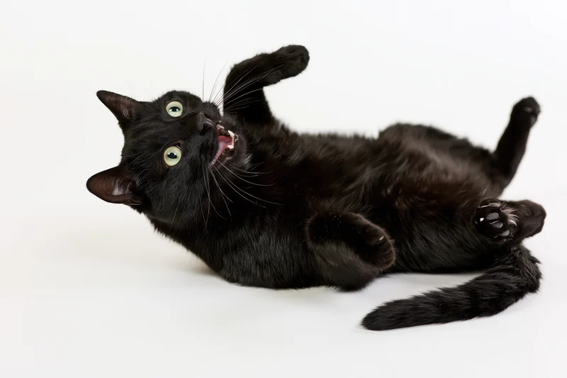 Black cat lying on its back with paws raised in a studio setting