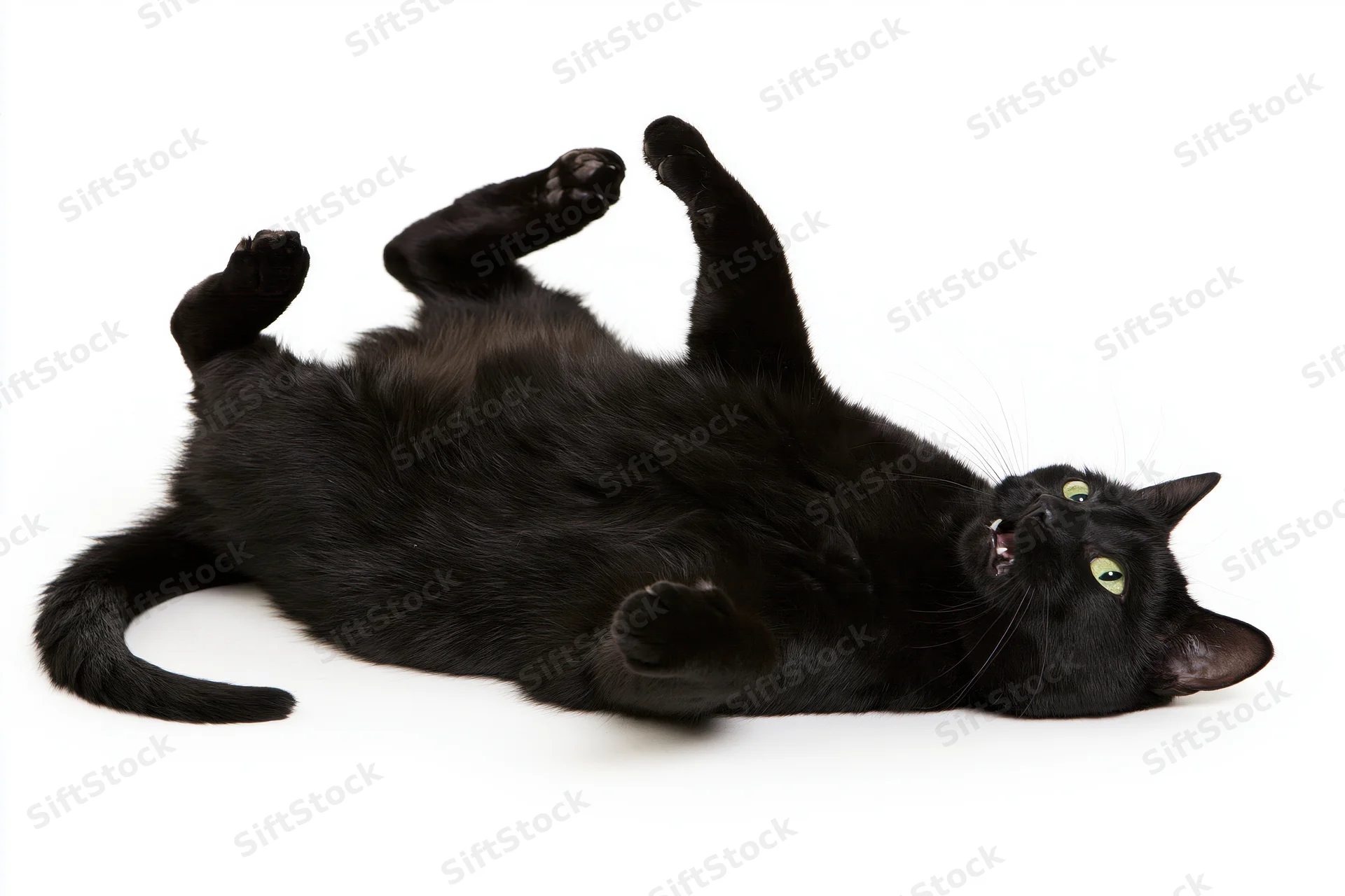 Black cat lying on its back with paws raised in a studio setting