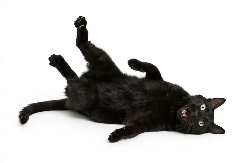 Black cat lying on its back with paws raised in a studio setting