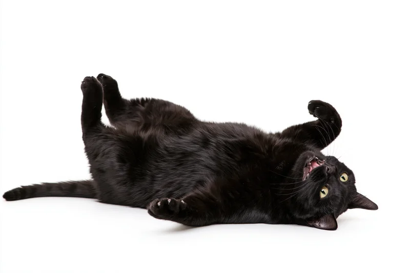Black cat lying on its back with paws raised in a studio setting