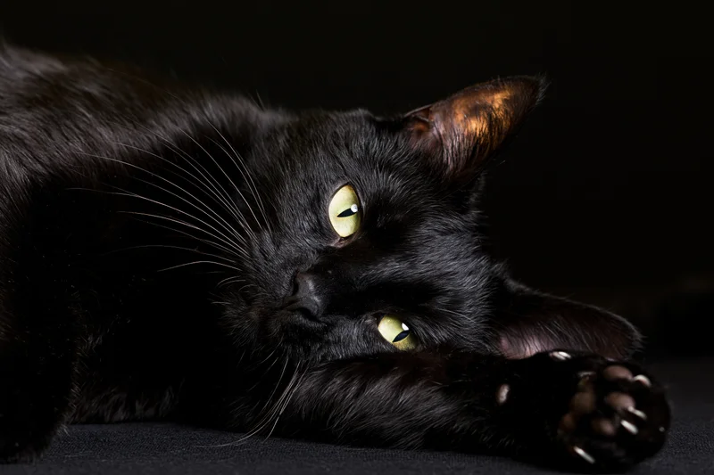 Black cat lying on its side gazing directly at camera with green eyes and extended paw