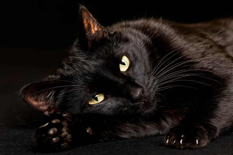 Black cat lying on its side gazing directly at camera with yellow eyes in dark studio setting