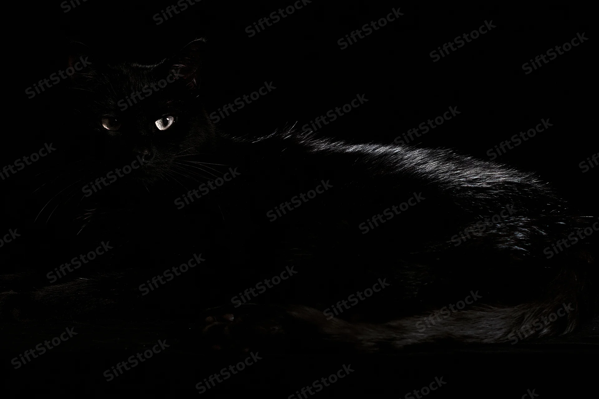 Black cat lying relaxed and looking directly at camera in dark studio setting