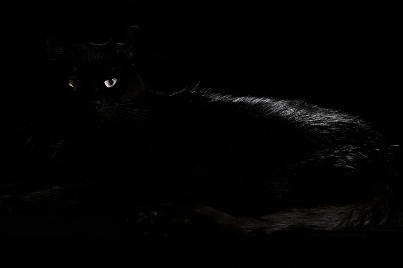 Black cat lying relaxed and looking directly at camera in dark studio setting