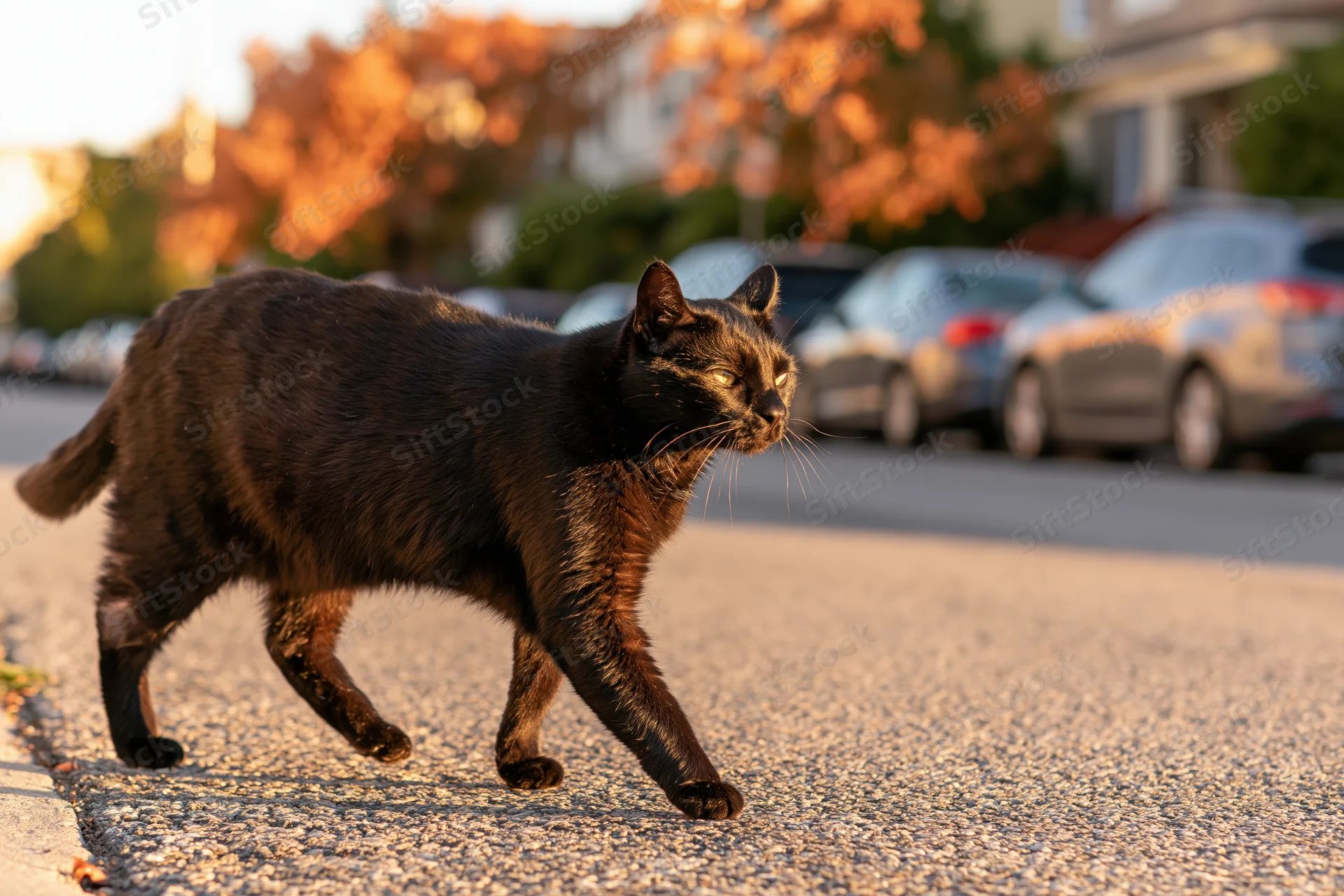 Black cat midstride crossing urban street glancing sideways on asphalt pavement at golden hour