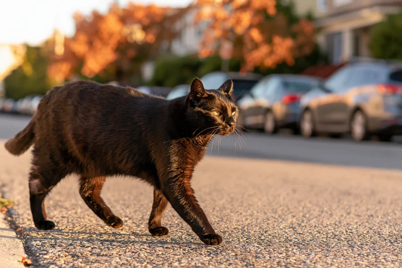 Black cat midstride crossing urban street glancing sideways on asphalt pavement at golden hour