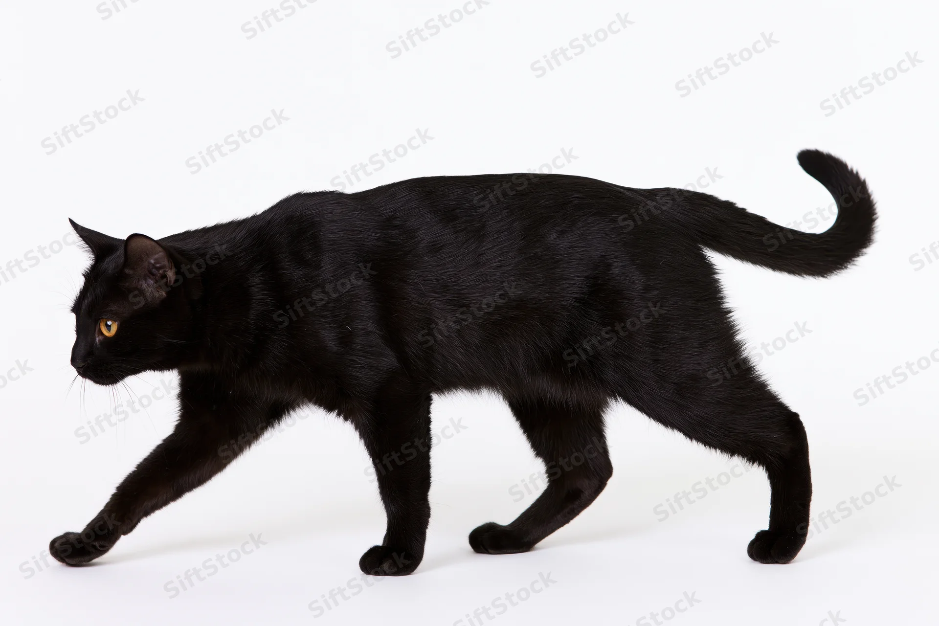Black cat walking midstride with head lowered and tail raised on white background