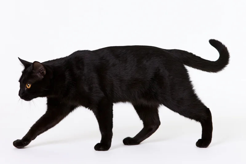 Black cat walking midstride with head lowered and tail raised on white background