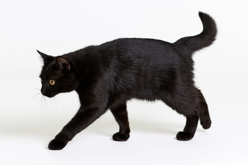 Black cat walking midstride with head lowered and tail raised on white background