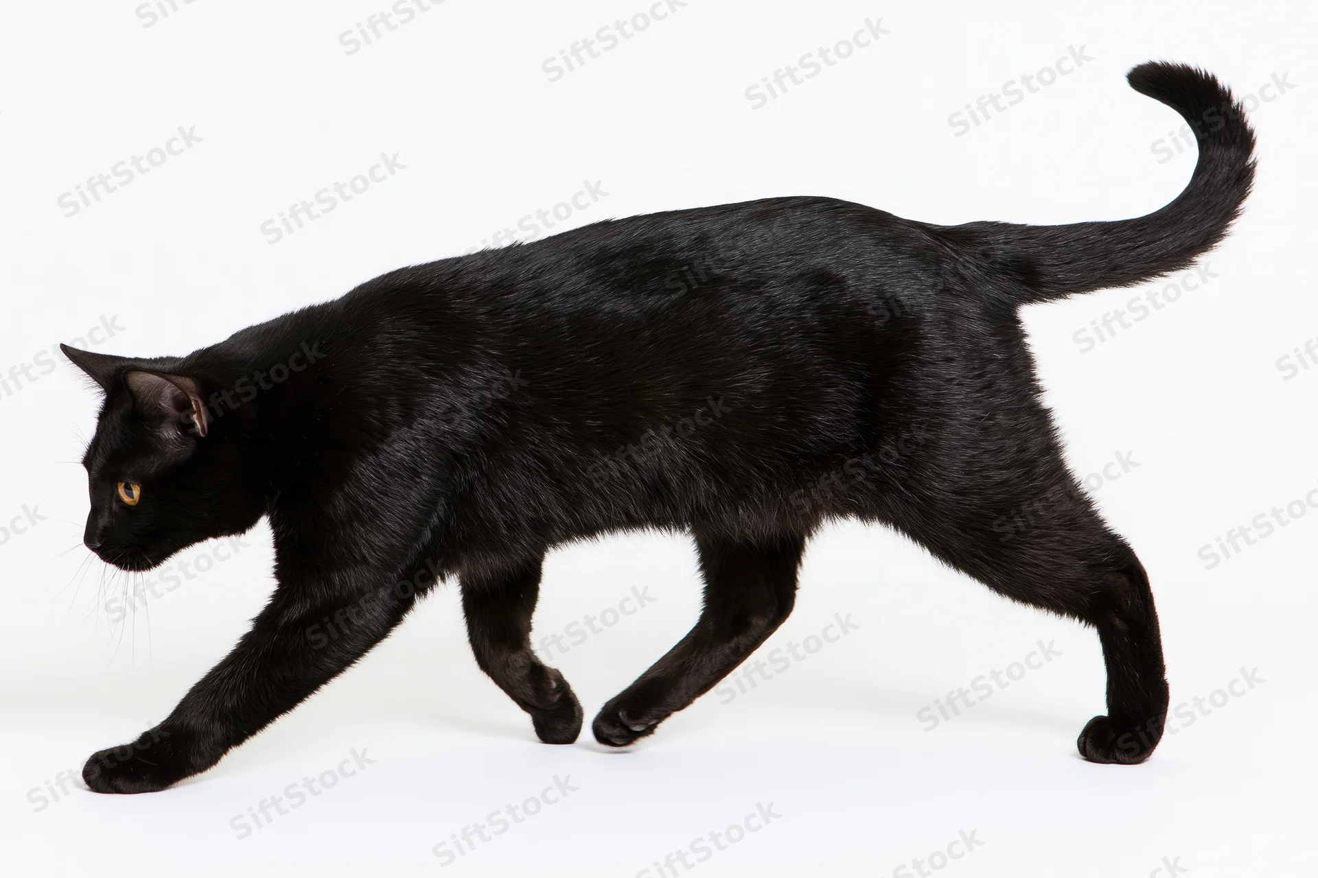 Black cat walking midstride with head lowered and tail raised against white background