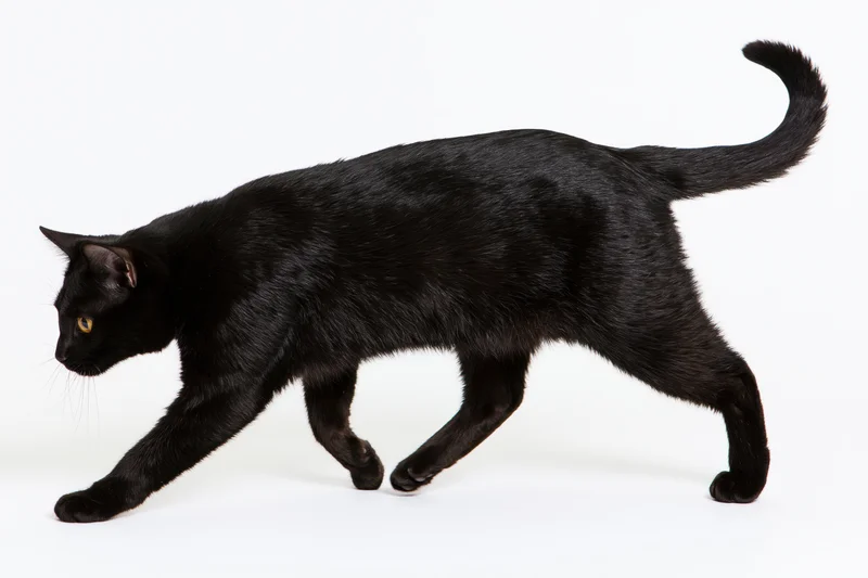 Black cat walking midstride with head lowered and tail raised against white background