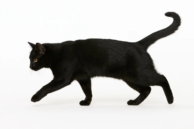 Black cat walking midstride with head lowered and tail raised on white background