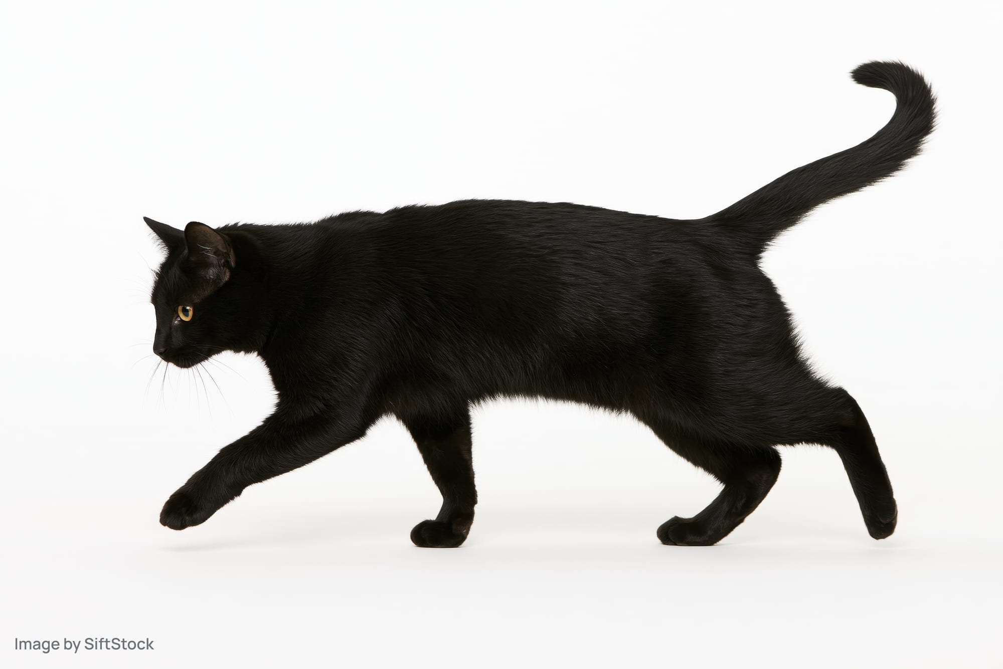 Black cat walking midstride with head lowered and tail raised on white background