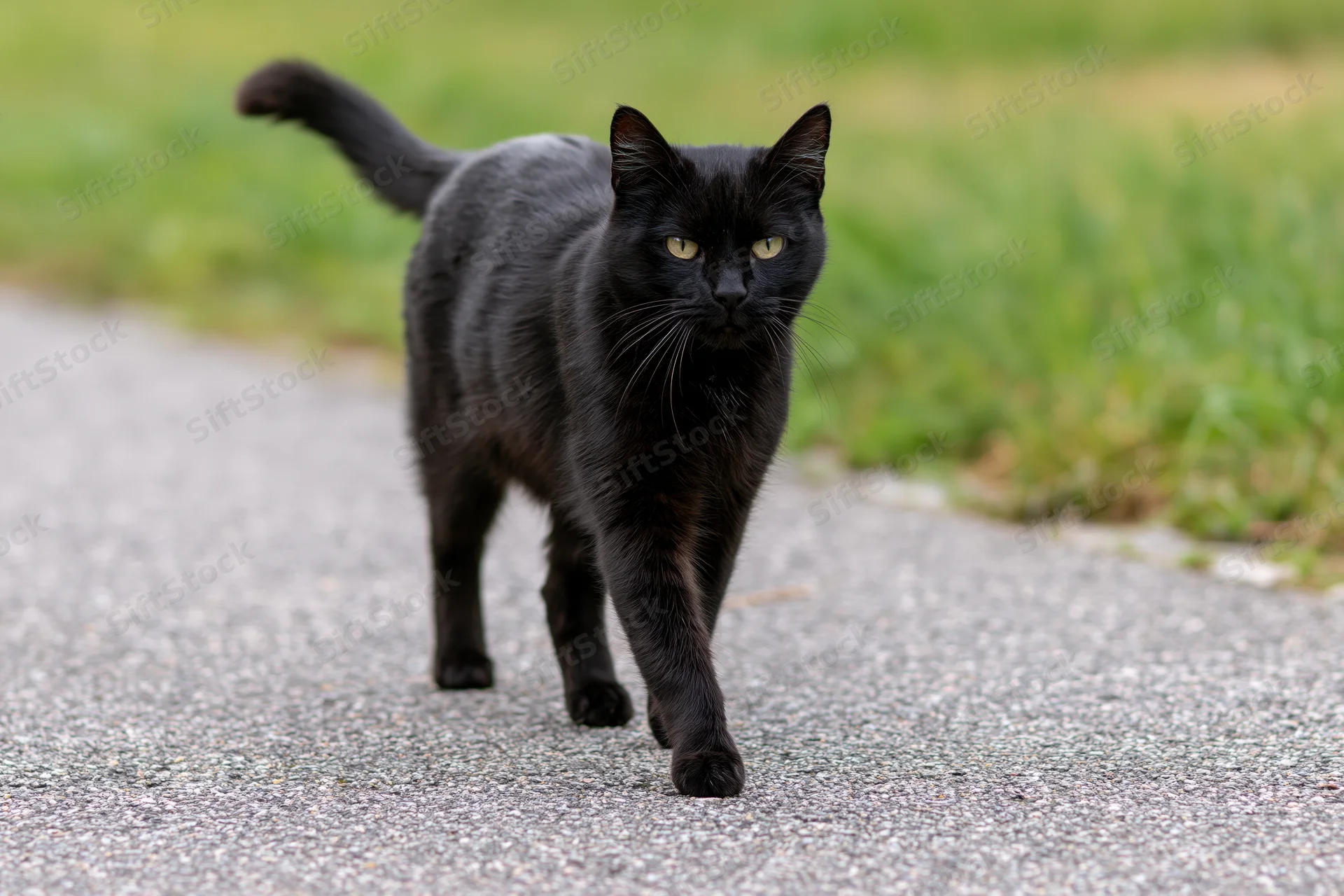 Black cat walking on asphalt path with focused gaze toward camera