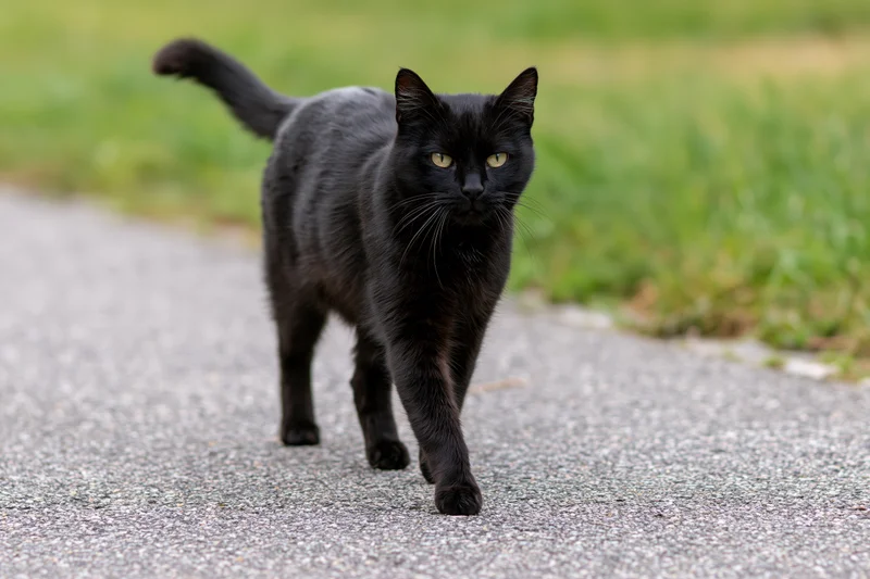 Black cat walking on asphalt path with focused gaze toward camera
