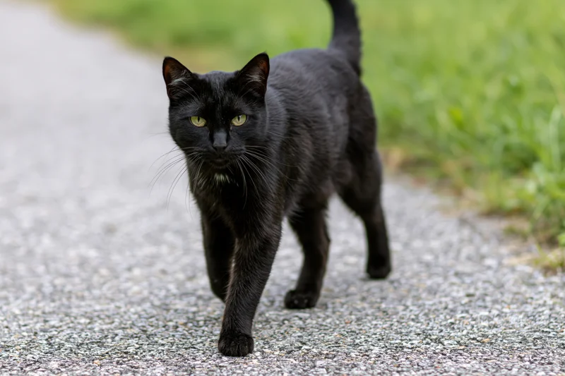 Black cat walking on asphalt path pausing to look at camera