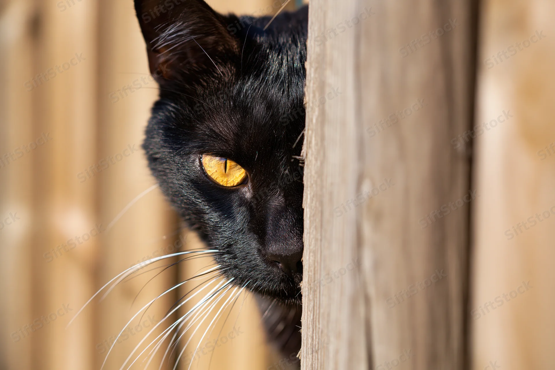 Black cat peeking from behind a wooden fence post outdoors