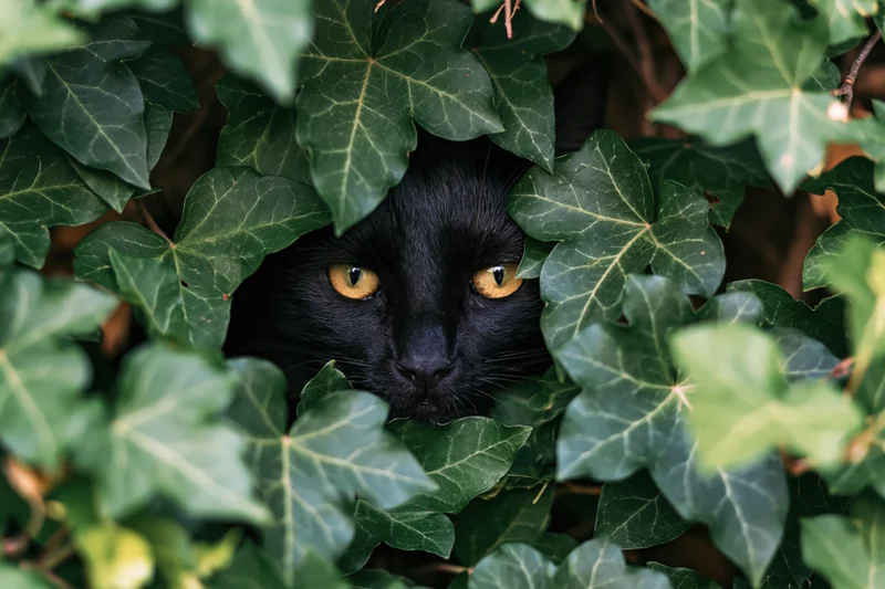 Black cat peeking through dense green ivy bush with yellow eyes centered in frame