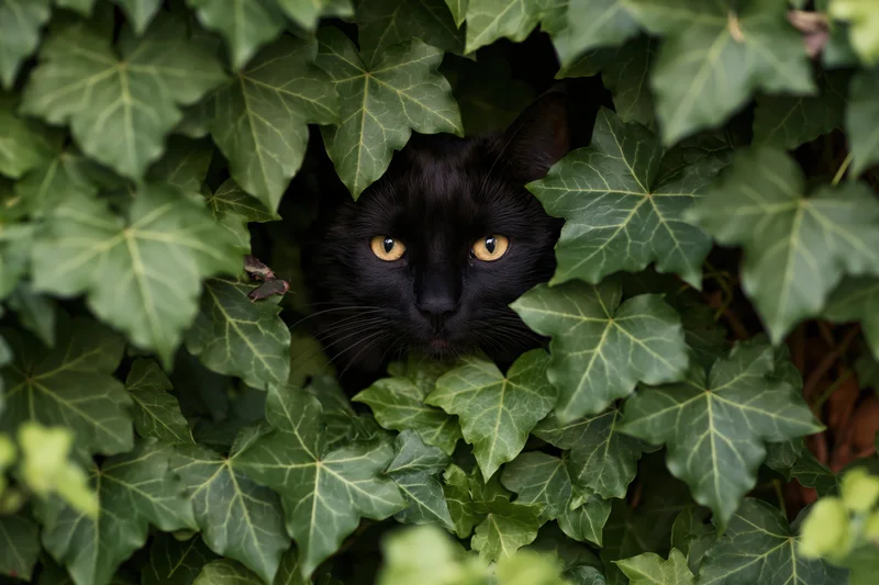 Black cat peering through dense green ivy bush with yellow eyes centered in frame