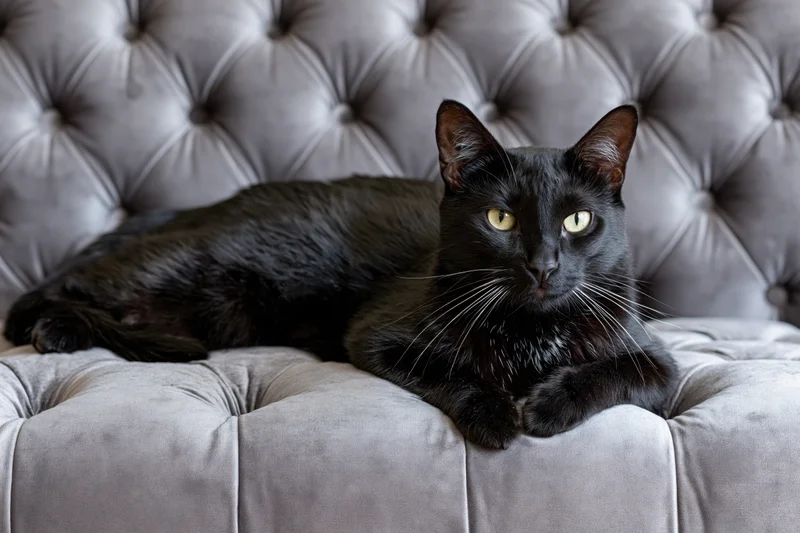 Black cat resting on grey tufted velvet sofa with alert yellow eyes