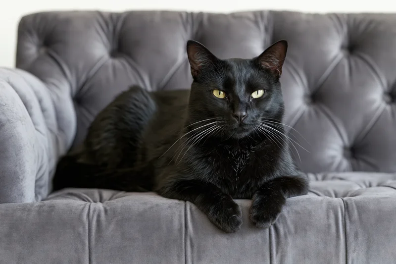 Black cat resting on grey tufted velvet sofa with front paws draped over edge