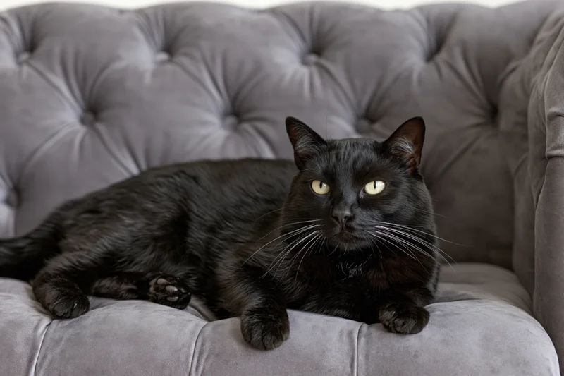 Black cat resting on grey tufted velvet sofa with yellow eyes and whiskers