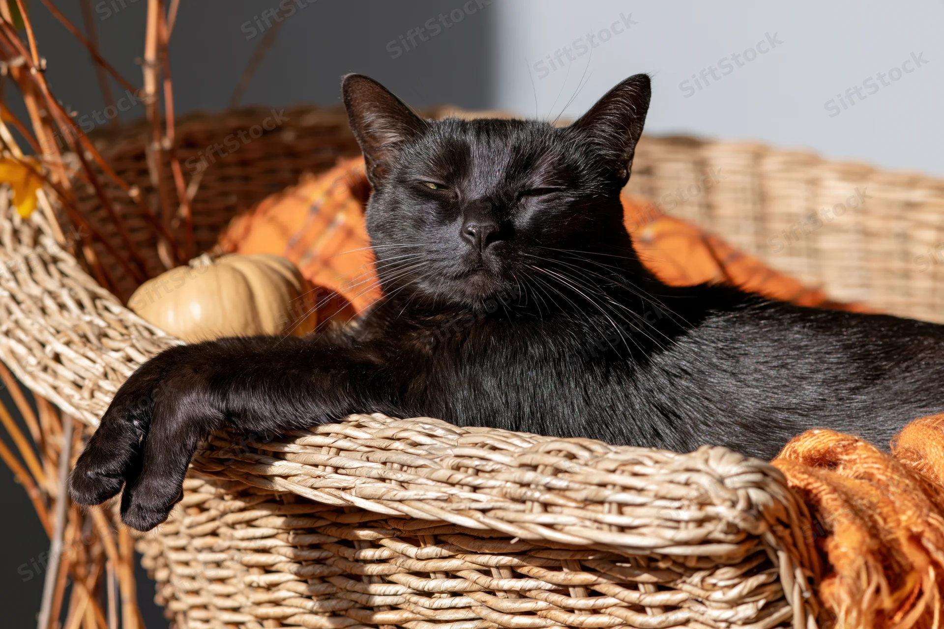 Black cat resting with eyes half-closed in a wicker basket lined with orange fabric and small pumpkin