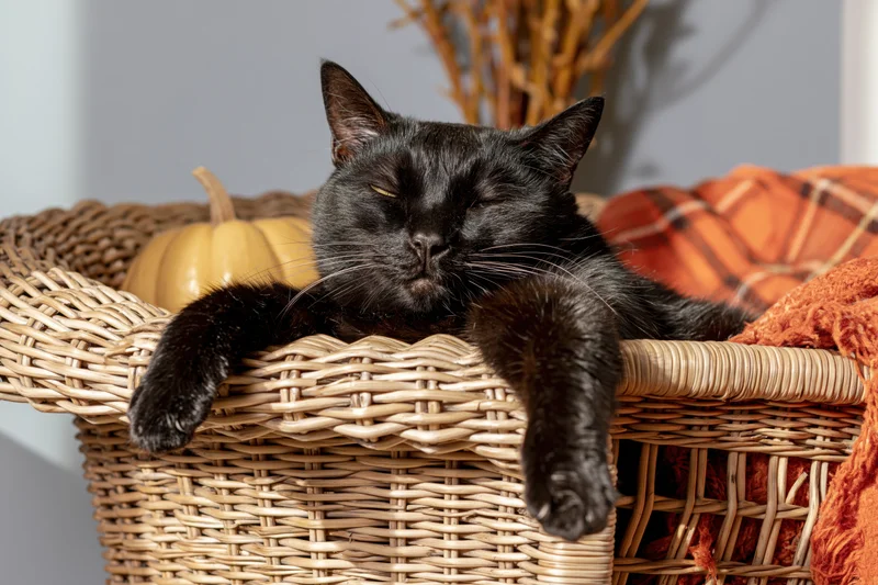Black cat resting with eyes half-closed on a wicker armchair surrounded by autumn decor
