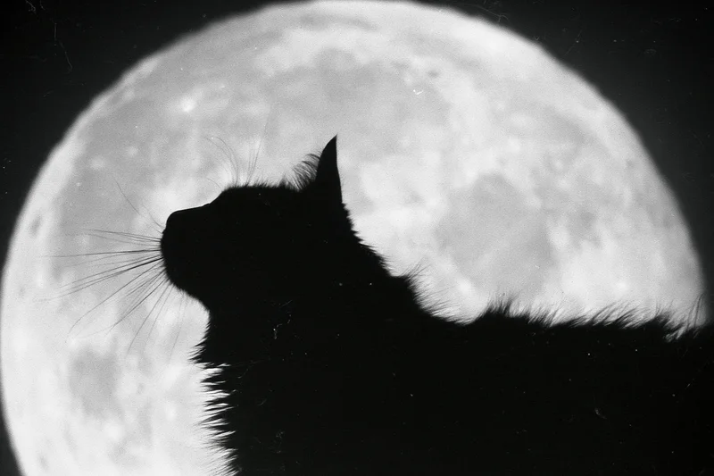 Black cat silhouette gazing upward against a large full moon at night