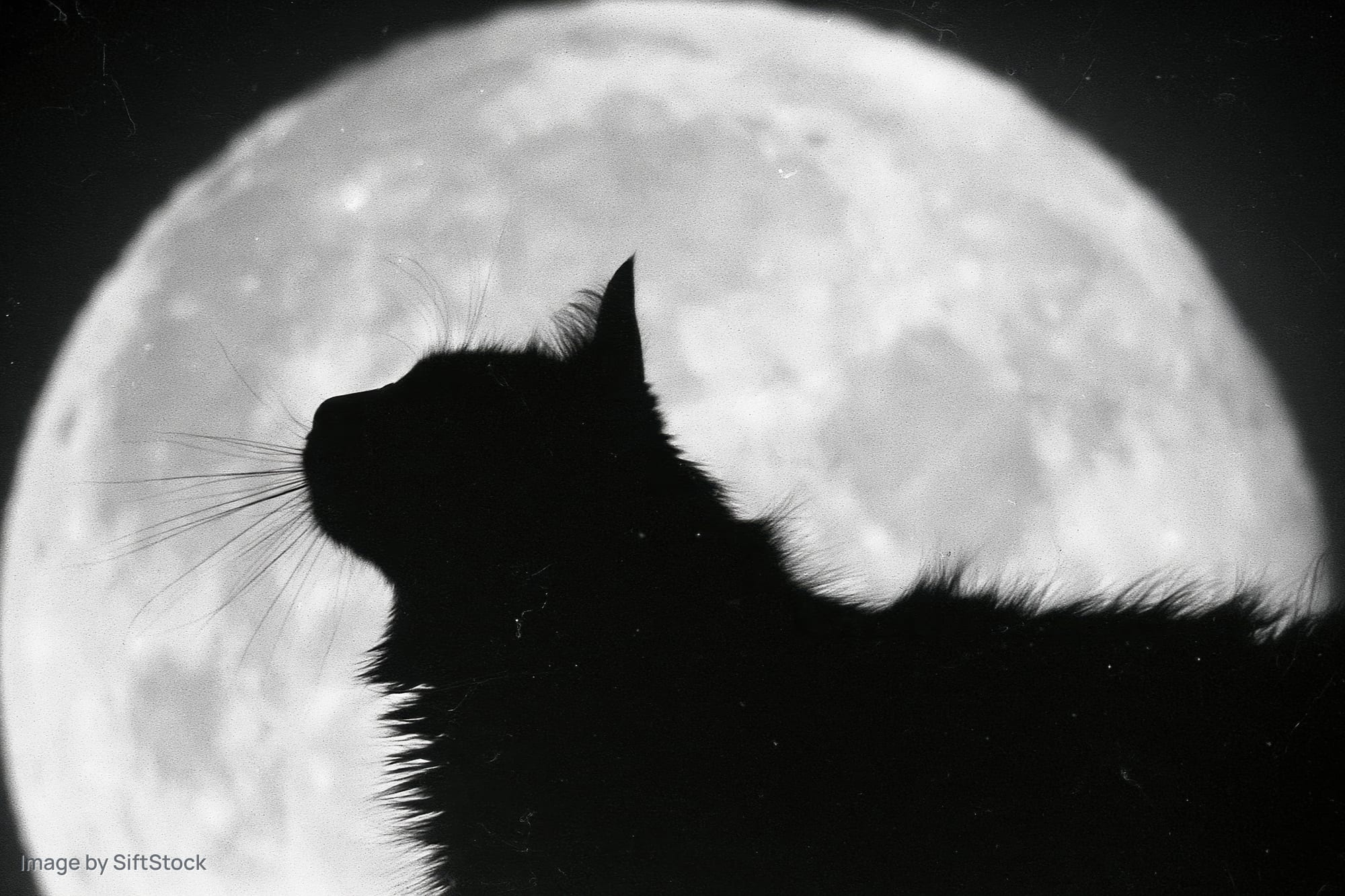 Black cat silhouette gazing upward against a large full moon at night