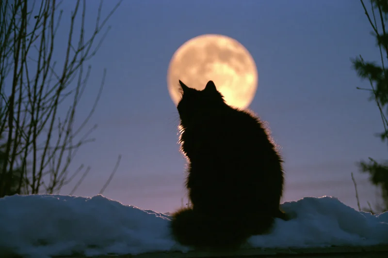 Black cat silhouetted from behind sitting on snow with full moon rising behind it