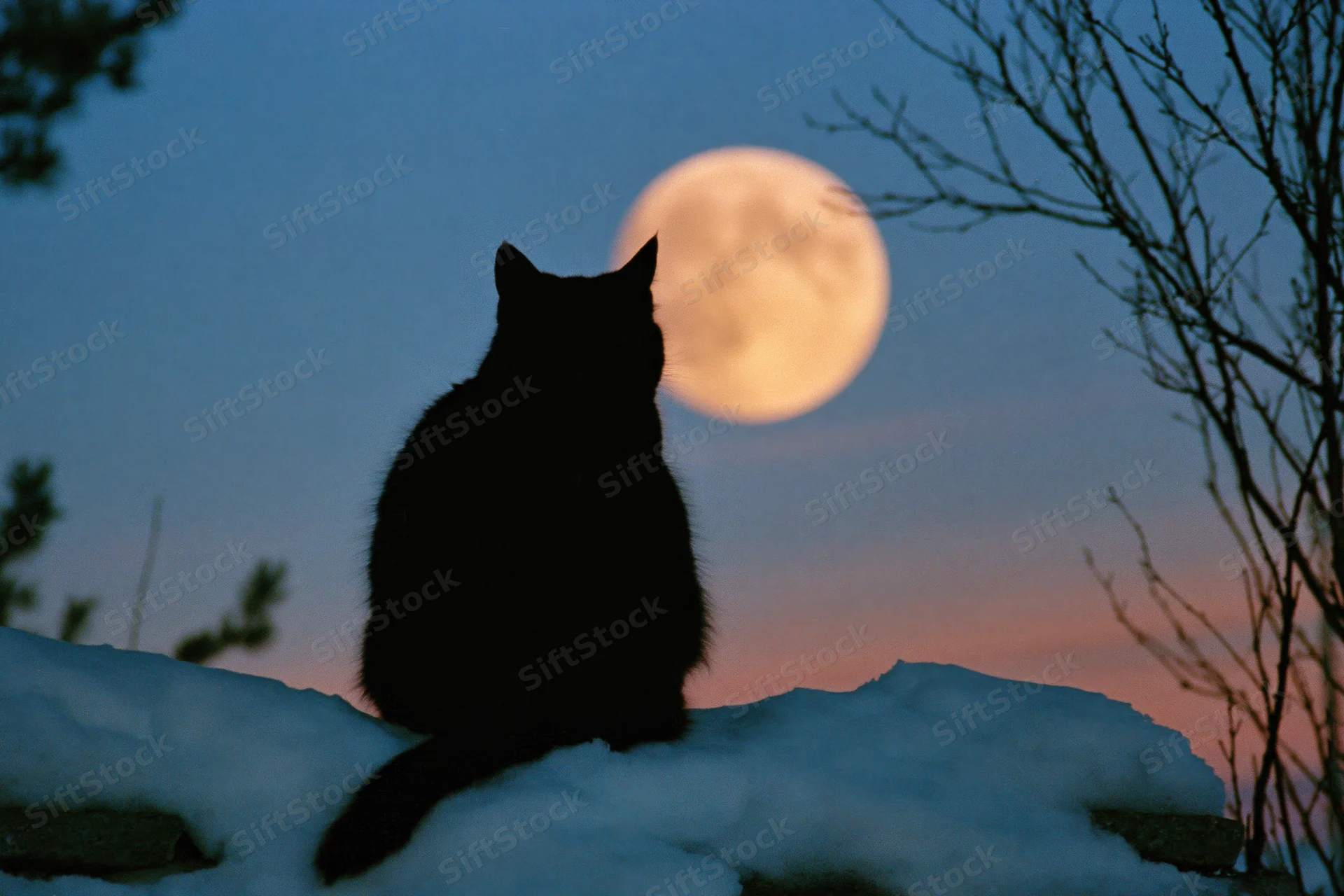 Black cat silhouetted from behind sitting on snow-covered ground at twilight with full moon in sky