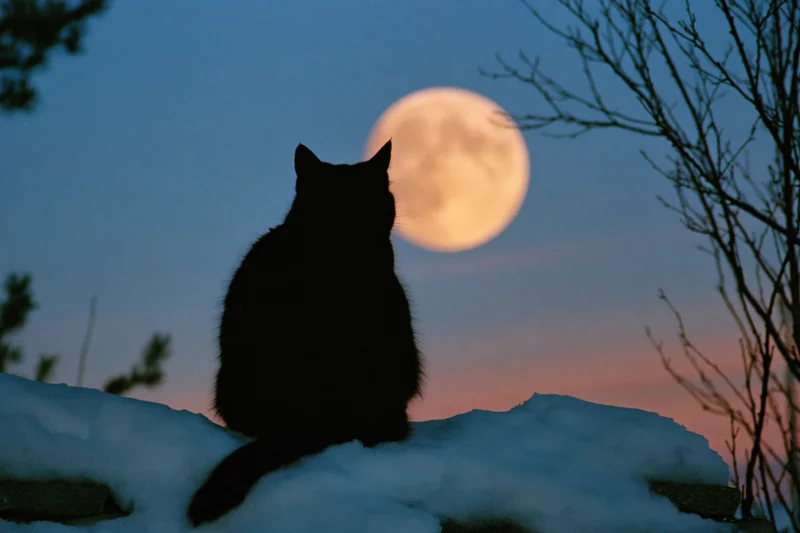 Black cat silhouetted from behind sitting on snow-covered ground at twilight with full moon in sky