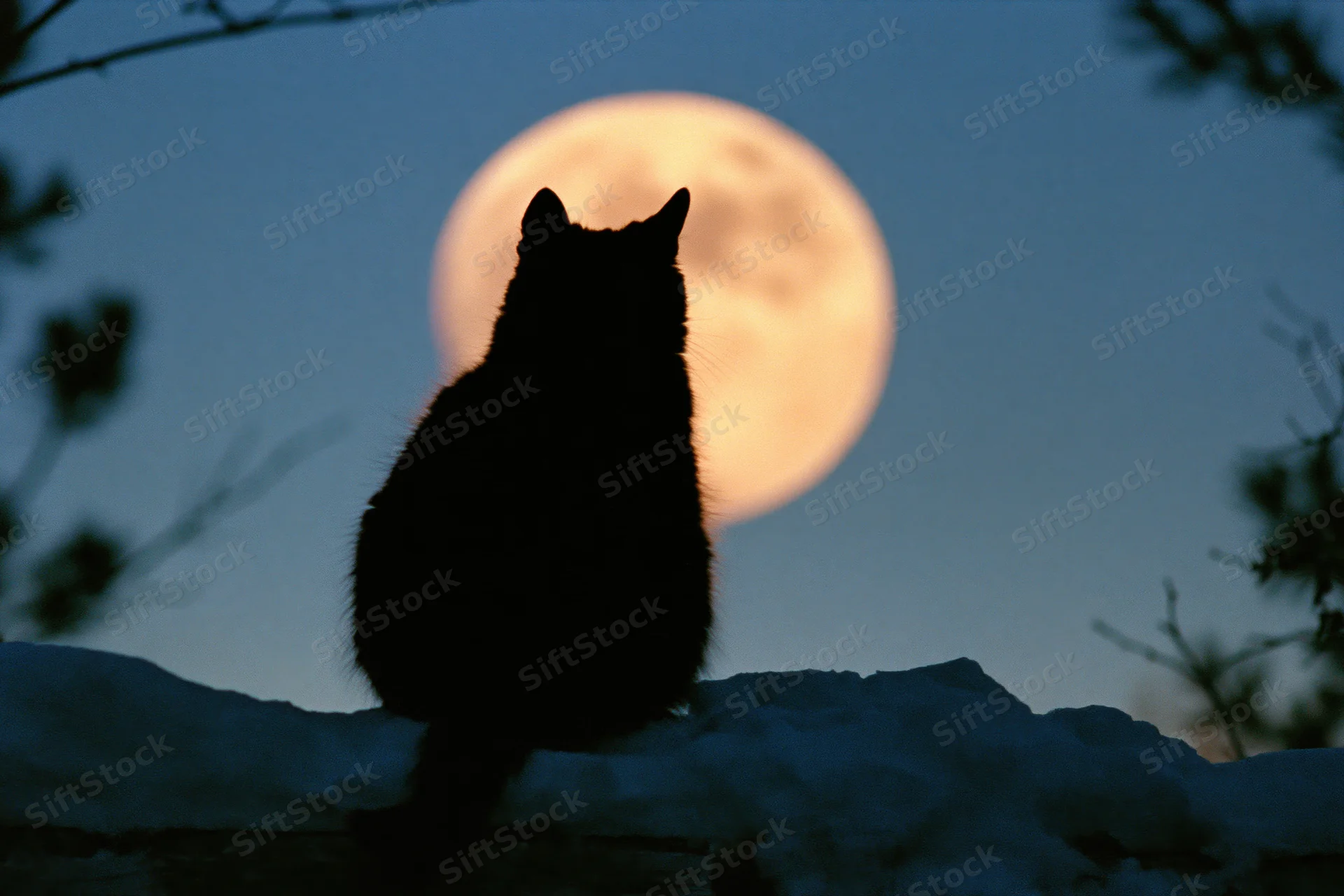 Black cat silhouetted from behind sitting on snowy rock with full moon in sky