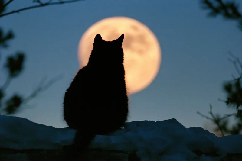 Black cat silhouetted from behind sitting on snowy rock with full moon in sky