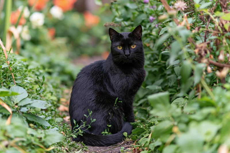 Black cat sitting on a garden path surrounded by green foliage and plants, looking directly at camera