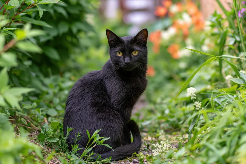 Black cat sitting on a garden path turning to look at camera surrounded by green foliage and flowers