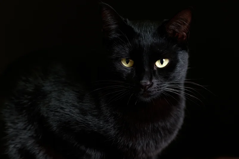 Black cat gazing directly at camera in dark studio setting