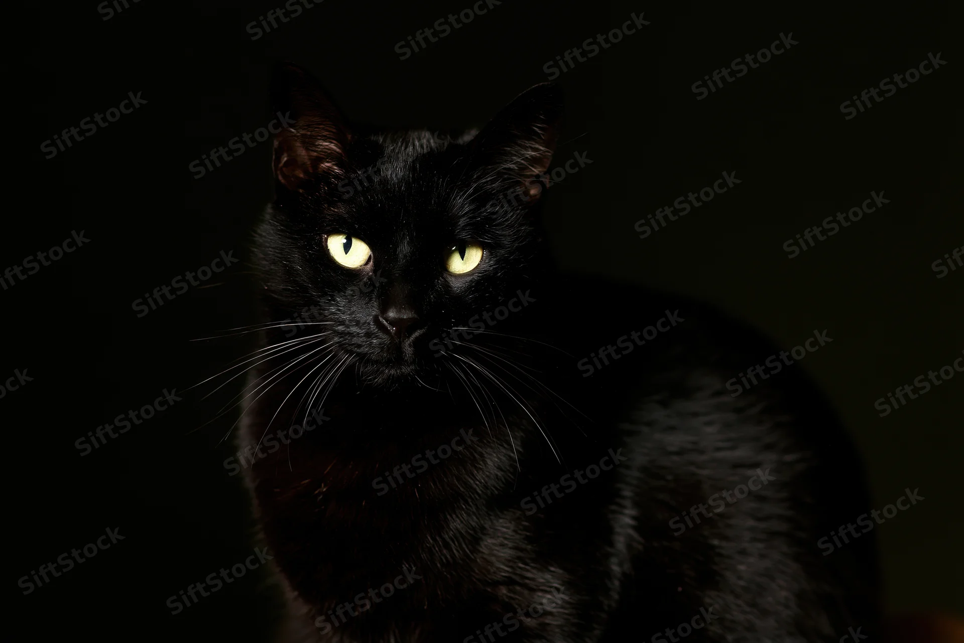 Black cat sitting still and gazing directly at camera in dark studio setting